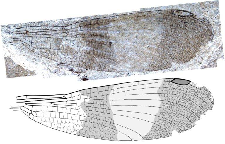 Paleontólogos descubren grupo de insectos tras 150 años de confusión