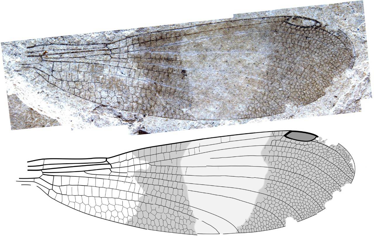 Paleontólogos descubren grupo de insectos tras 150 años de confusión