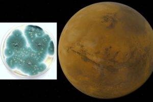 Microbios podrían sobrevivir temporalmente en Marte 