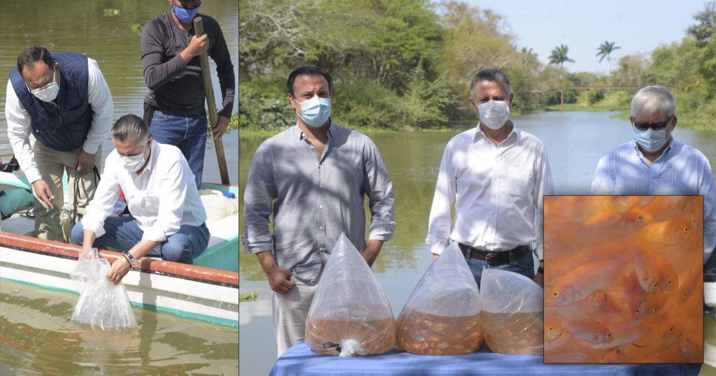 Habría desatado un ecocidio en humedal Chucho Nader soltando tilapias