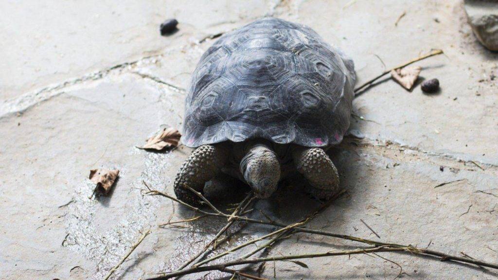 Profepa protege casi 2.5 millones de nidos de tortuga marina