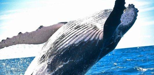 Descubren nueva especie de ballena que vive en el Golfo de México