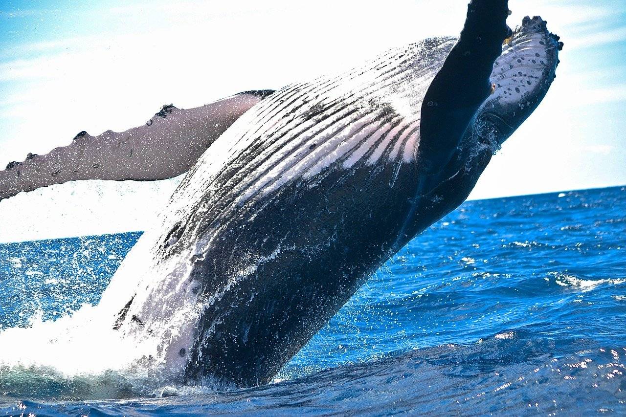 Descubren nueva especie de ballena que vive en el Golfo de México