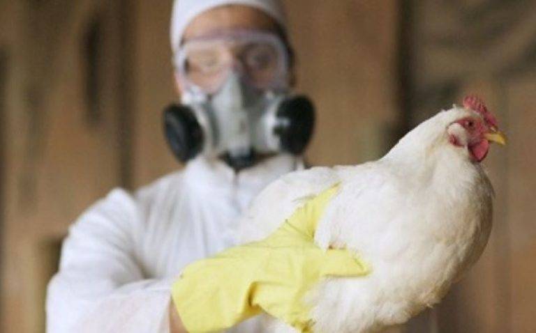 Detectan a 7 personas contagiadas de gripe aviar H5N8 en Rusia