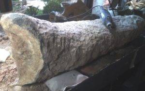 Hallan en Argentina cola fosilizada de armadillo gigante que vivió hace 700 mil años