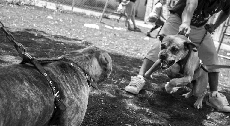 Diputados aprueban tipificar como delito la pelea de perros