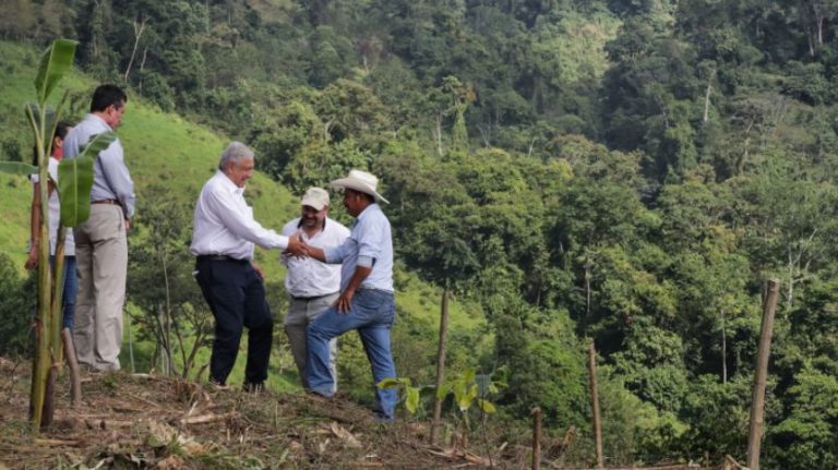 AMLO invierte 4 veces más que EU en reforestación