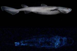 Descubren al tiburón bioluminiscente más grande del mundo en Nueva Zelanda