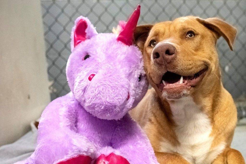 Perro callejero roba peluche de unicornio hasta que consigue que se lo compren
