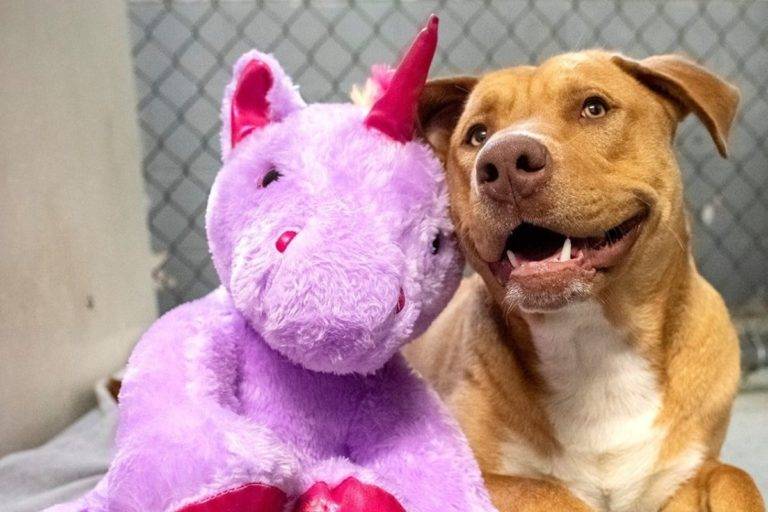 Perro callejero roba peluche de unicornio hasta que consigue que se lo compren