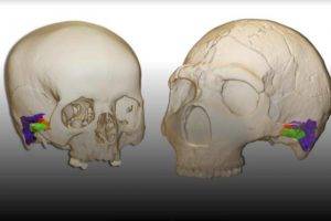 Estudio revela que neandertales podían oír y hablar como nosotros