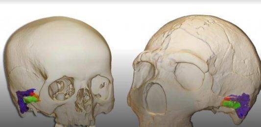 Estudio revela que neandertales podían oír y hablar como nosotros
