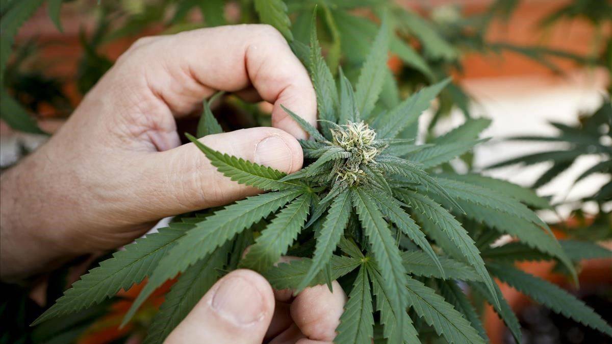 Diputados aprueban la legalización de la marihuana