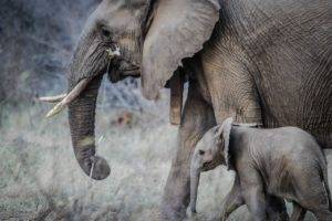 Veterinarios intentan ayudar a elefanta herida; su cría la protege