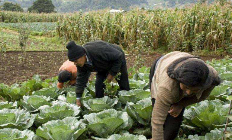 Vacunará Canadá a jornaleros mexicanos