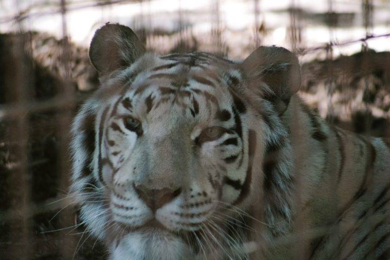 Hallan tigre de bengala durante cateo en inmueble de Campeche