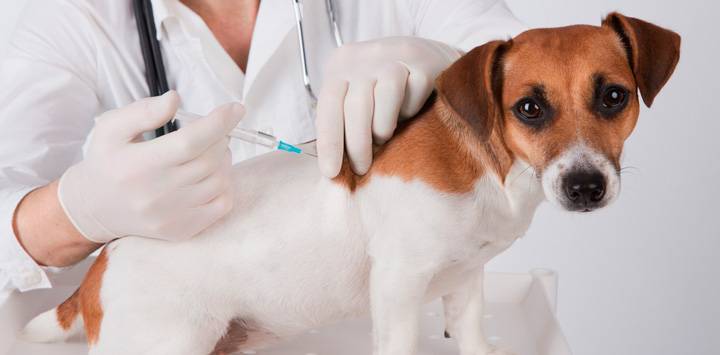 Rusia aprueba Carnivac-Cov la primera vacuna anticovid para animales