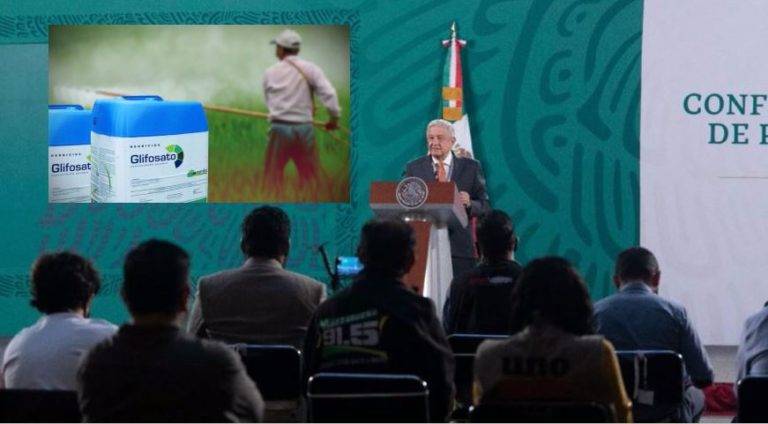 Se frenará gradualmente importación de glifosato; Conacyt trabaja: AMLO