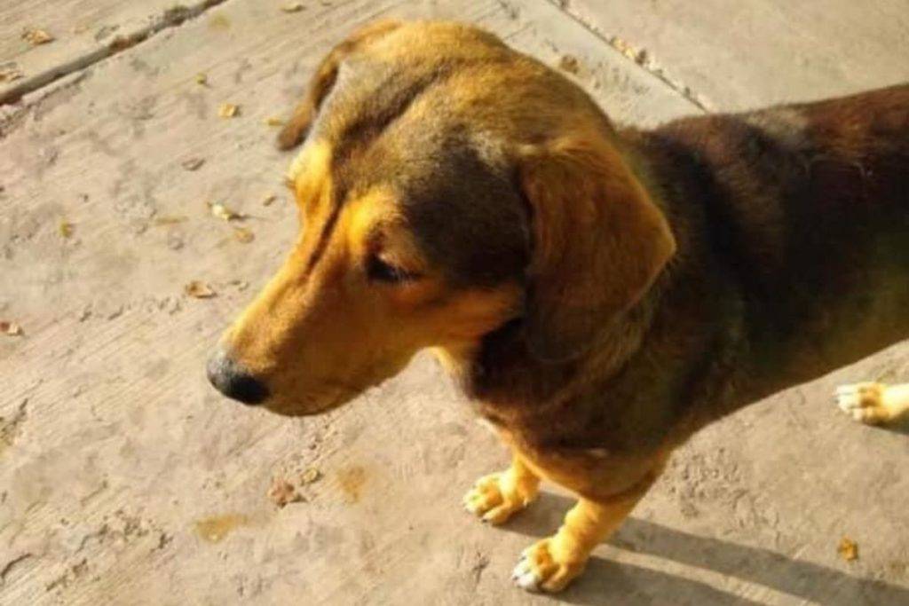 Exigen justicia para Rodolfo, perrito asesinado a machetazos en Sinaloa