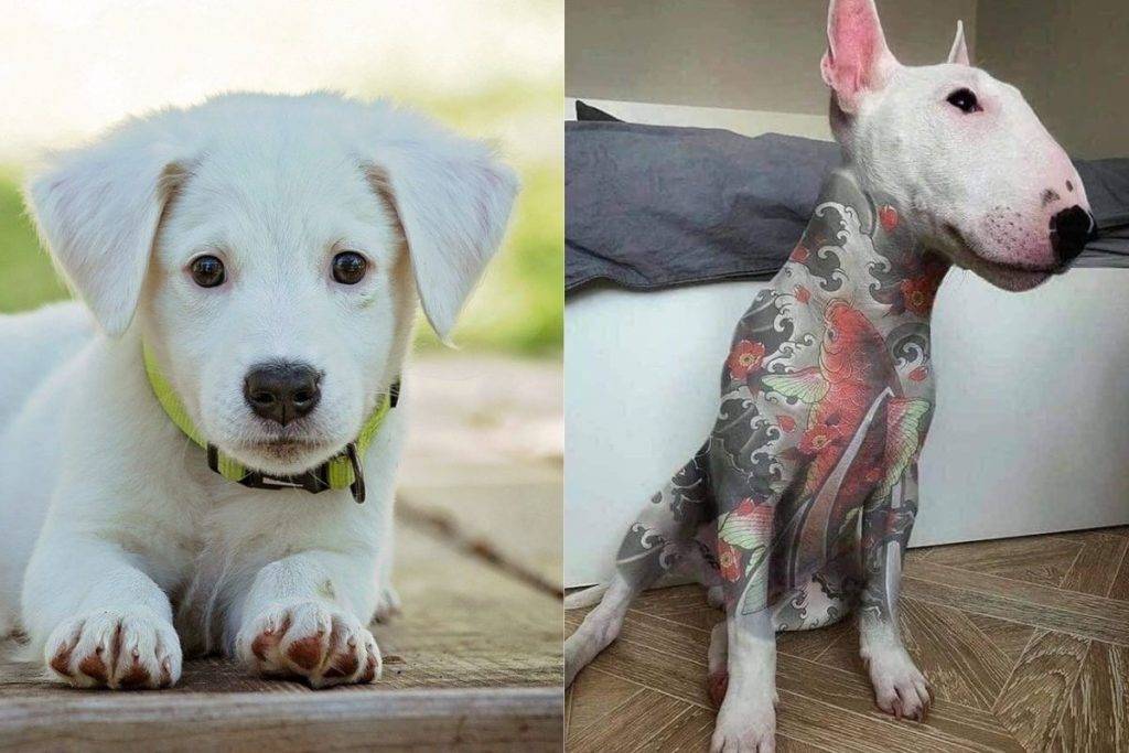 Sancionarán hasta con 20 mil pesos a quien haga tatuajes o perforaciones a mascotas