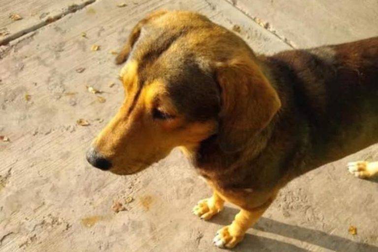 Vinculan a proceso a presunto asesino del perro Rodolfo Corazón