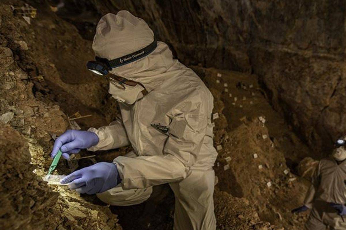 Reconstruyen genoma de oso de la Edad de Piedra con ADN localizó en cueva de México