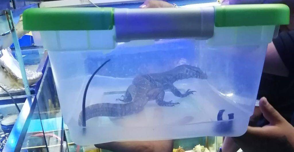 PROFEPA rescata más de 60 animales exóticos de mercado de la CdMx