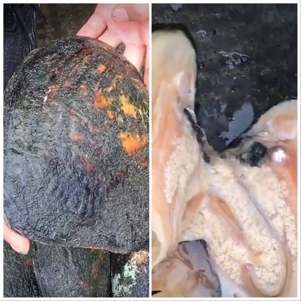 Jóvenes abren una ostra con un machete; usuarios denuncian maltrato animal