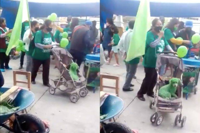 Pintan de verde a perrito durante mítin del PVEM; usuarios denuncian maltrato