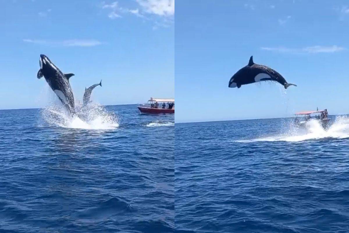 ¡Qué escena! Captan a orca saltando para cazar un delfín