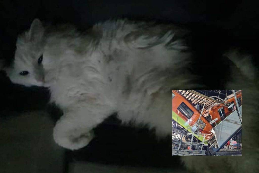 Gato sobrevive al derrumbe de la Linea 12 del Metro; viajaba en su caja transportadora