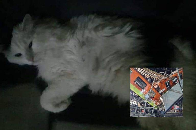 Gato sobrevive al derrumbe de la Linea 12 del Metro; viajaba en su caja transportadora