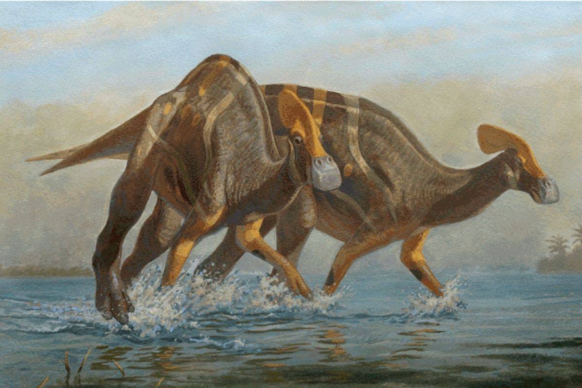 Paleontólogos identifican nueva especie de dinosaurio en México: Tlatolophus galorum