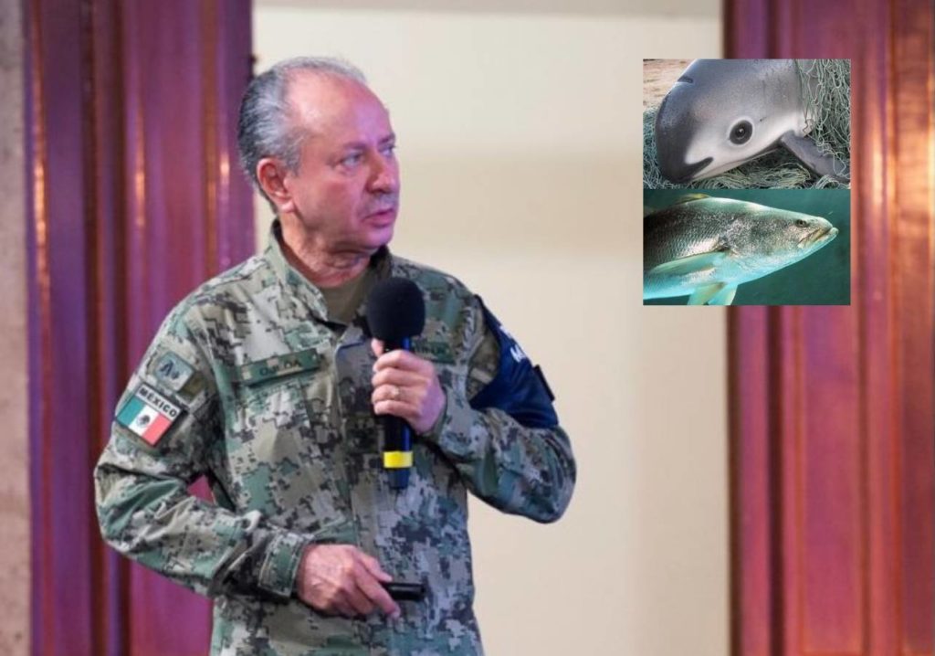 México combate la pesca ilegal de la totoaba y vaquita marina en Baja California