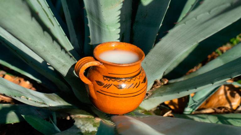 Científicos del IPN descubren probiótico proveniente del pulque que combate el cáncer