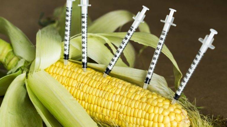 La BIO acusó al presidente López Obrador de violar el T-MEC, por sus posturas en contra de los alimentos transgénicos.