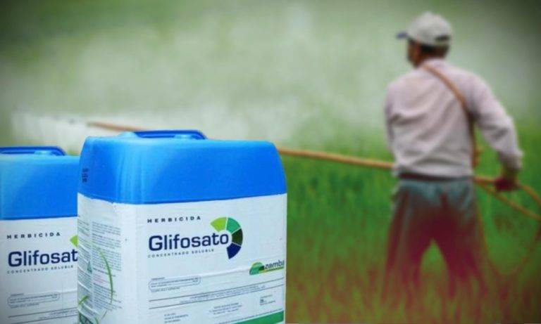 Conacyt entregó al Poder Judicial pruebas de los daños causados por el glifosato