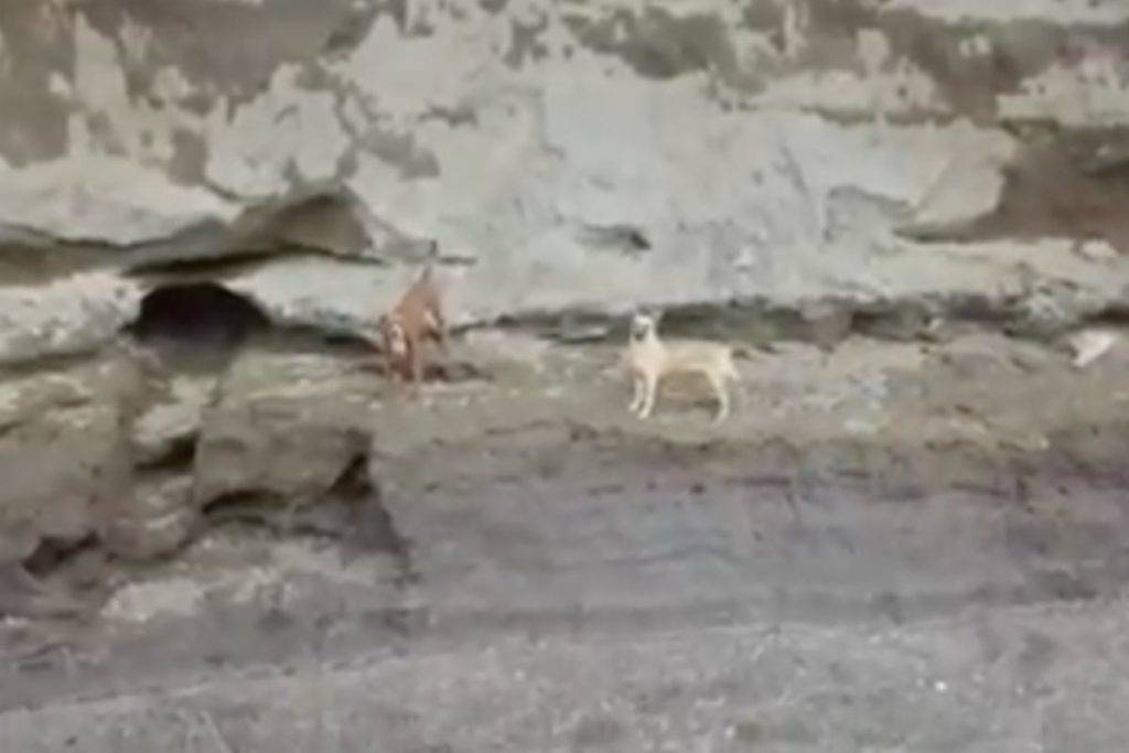 ¡Siguen vivos! Piden rescatar a perros atrapados en socavón de Puebla