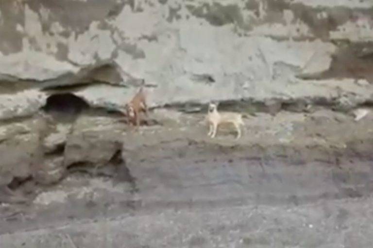 ¡Siguen vivos! Piden rescatar a perros atrapados en socavón de Puebla