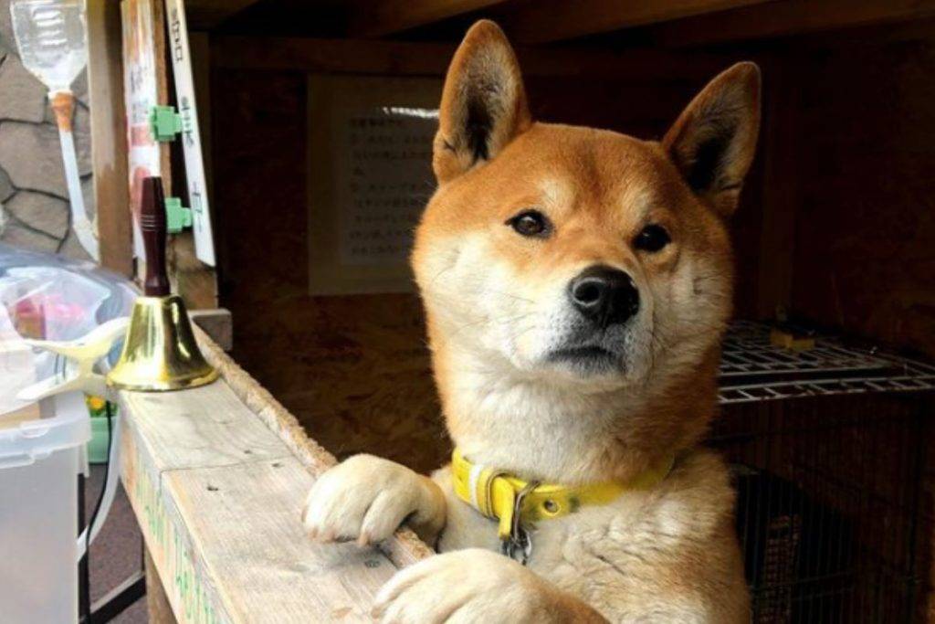 ¡Triste noticia! Falleció el famoso perrito que vendía camotes