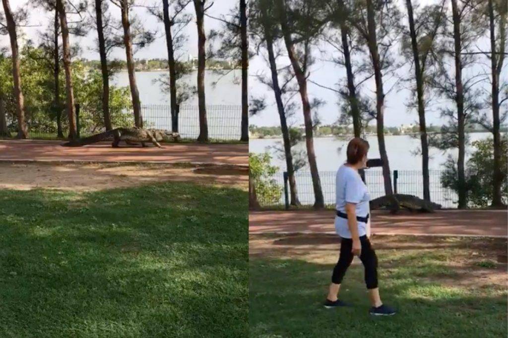 Captan a cocodrilo paseando en calles de Tampico