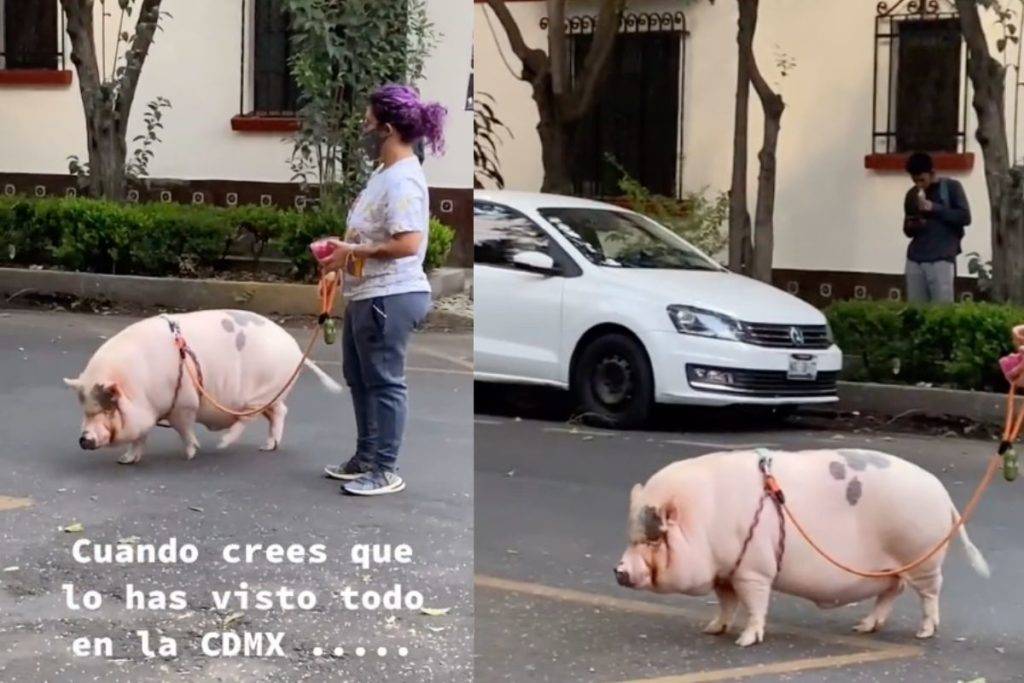 Mujer sorprende paseando a un cerdito en calles de la CDMX