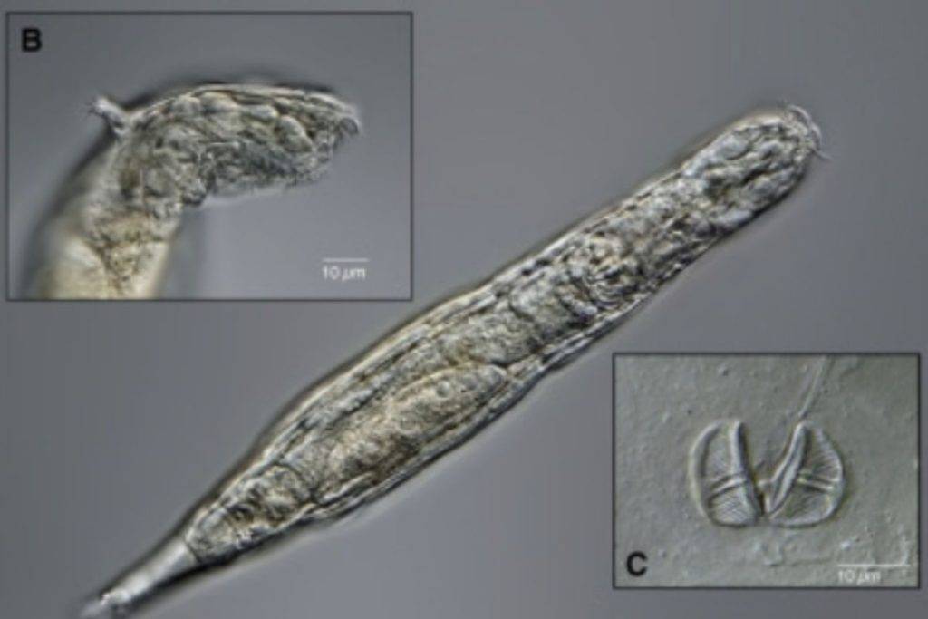 Animal sobrevive tras permanecer 24 mil asó congelado en Siberia
