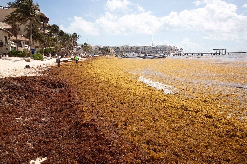 Toneladas de sargazo se extienden por playas de Quintana Roo