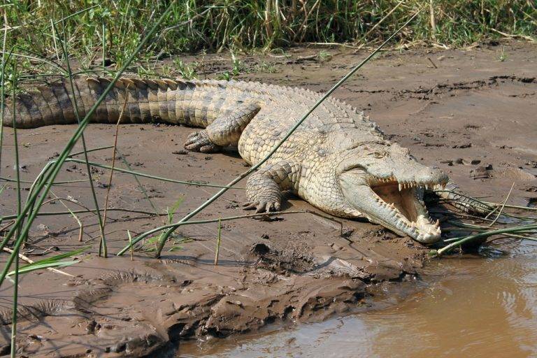 Cocodrilo ataca y ahoga a mujer en laguna de Carpintero, Tampico