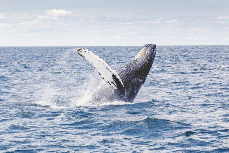 Ballena se traga y escupe a un hombre que pescaba langostas