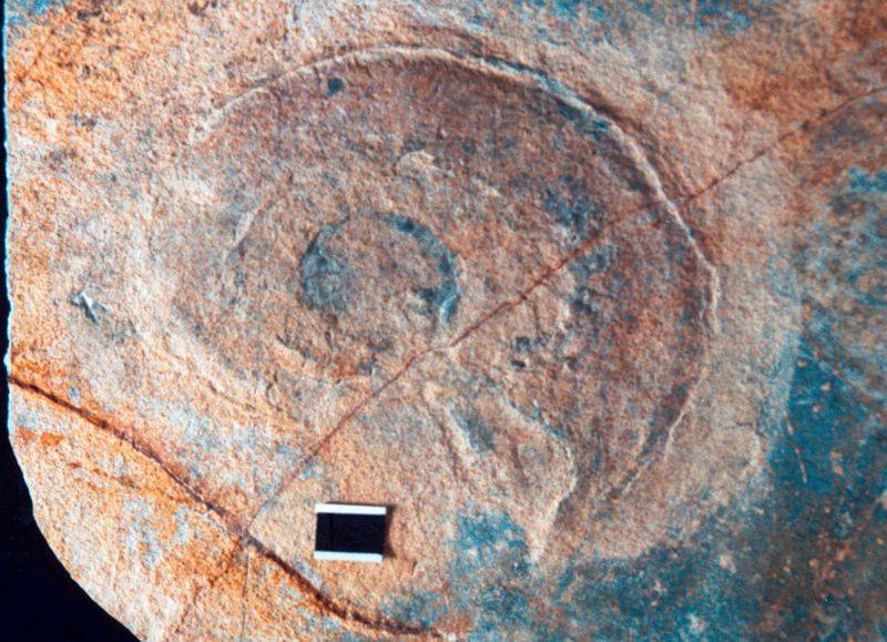  Descubren en Hidalgo fósiles marinos de hace 100 millones de años 