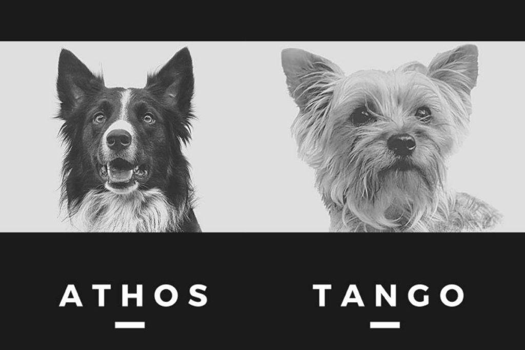 Detienen a presunto asesino de Athos y Tango, perritos rescatistas en Querétaro