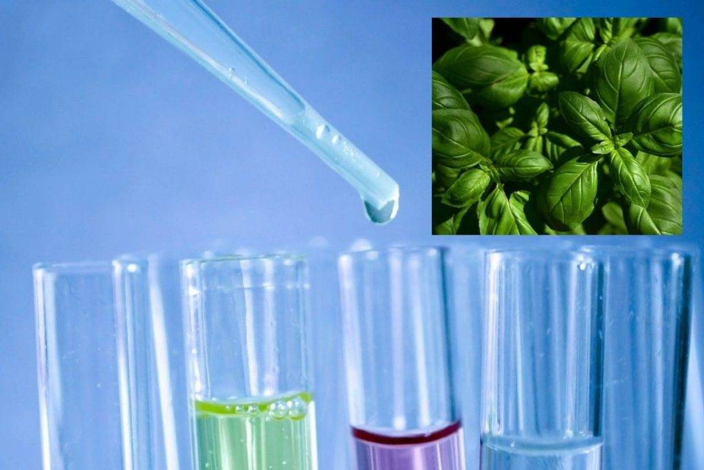 México fue elegido para probar nueva vacuna contra Covid-19 de origen vegetal