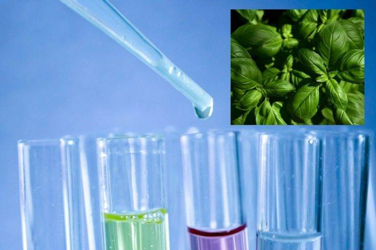 México fue elegido para probar nueva vacuna contra Covid-19 de origen vegetal